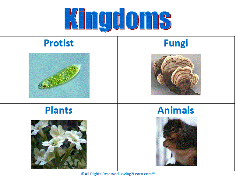 Super Subjects - Super Science - Life Science - Kingdoms - Kingdoms Chart